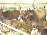 FieraBestiane (58)